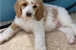 Kingston - Standard Poodle for sale