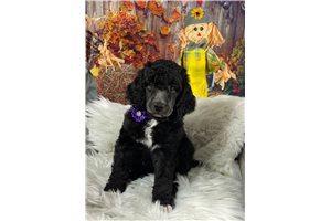 Peony - Standard Poodle for sale