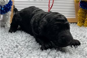 Kaya - puppy for sale