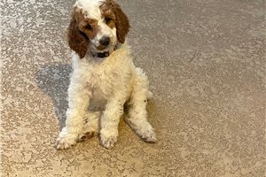 Rita - Poodle, Standard for sale
