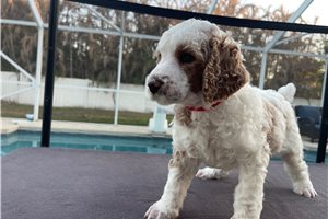 Kevin - Poodle, Standard for sale