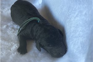 Percy - puppy for sale