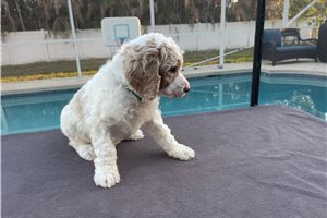 Kinsley - Poodle, Standard for sale