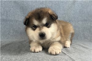 Jack - puppy for sale