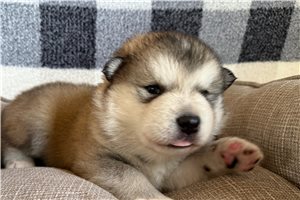Radar - Alaskan Malamute for sale