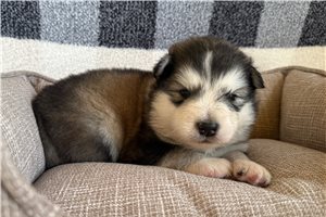 Racer - Alaskan Malamute for sale