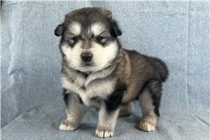 Joseph - puppy for sale