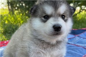 Ruby - puppy for sale