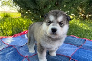 Rosie - Alaskan Malamute for sale