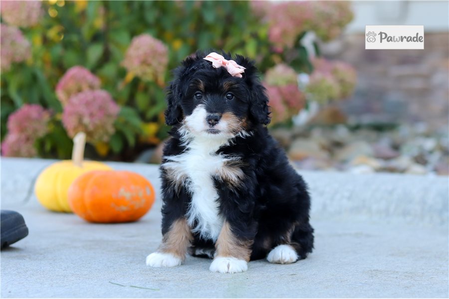 Cleo - Mini Bernedoodle for sale