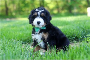 Jobie - Bernedoodle, Mini for sale