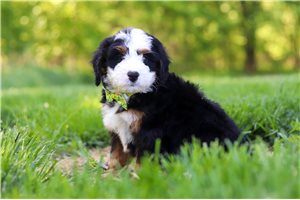 Joey - Bernedoodle, Mini for sale