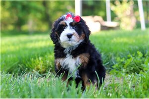 Julia - Bernedoodle, Mini for sale