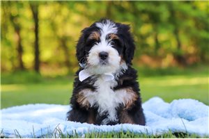Jinx - Bernedoodle, Mini for sale