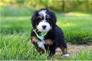 Jimmy - Bernedoodle, Mini for sale