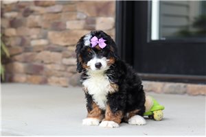 Junebug - Bernese Mountain Dog for sale