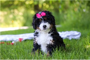 Junebug - Bernese Mountain Dog for sale