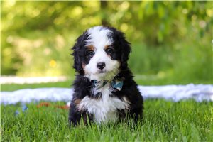 Jude - puppy for sale