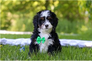 Jellybean - Bernese Mountain Dog for sale