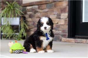 Jude - Bernese Mountain Dog for sale