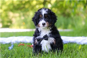 Jake - puppy for sale