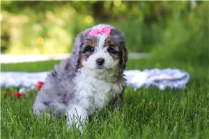 Junie - Bernese Mountain Dog for sale