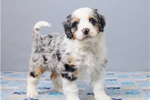 Ferdinand - puppy for sale