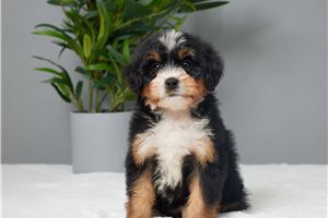 Holden - puppy for sale