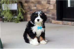 Lucas - Bernedoodle, Mini for sale