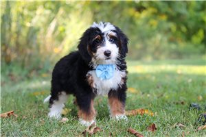 Matches - Bernedoodle, Mini, placed in Tuscarawas Co