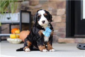 August - puppy for sale