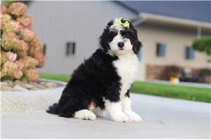 Allison - Mini Bernedoodle for sale