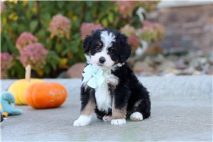 Collin - puppy for sale