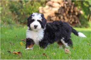 Alec - Mini Bernedoodle for sale