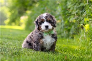 Amos - Bernedoodle, Mini for sale