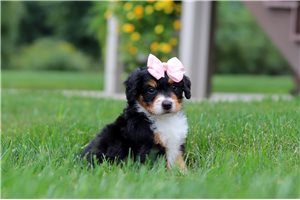 Zara - puppy for sale