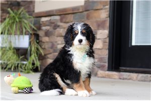 Lawrence - Bernedoodle, Mini for sale