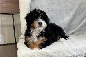Dora - Bernedoodle, Mini for sale