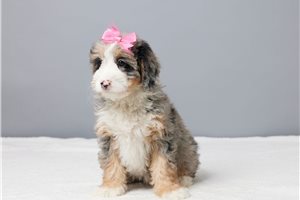 Daisy - Bernedoodle, Mini for sale