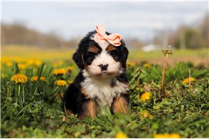 Jazzy - puppy for sale