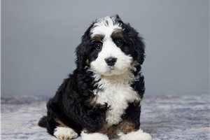 Darcy - Mini Bernedoodle for sale