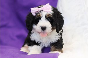 Treasure - Bernedoodle, Mini for sale
