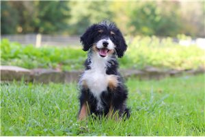 Willow - Mini Bernedoodle for sale