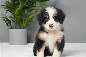 Heidi - puppy for sale