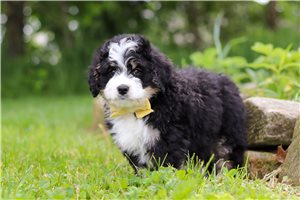 Leonard - Bernedoodle, Mini for sale
