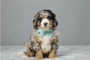 Timothy - Bernedoodle, Mini for sale