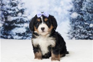 Eloise - puppy for sale