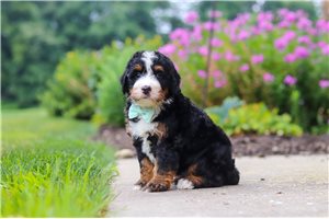 Skully - puppy for sale