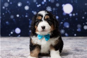 Carter - puppy for sale