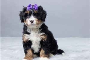 Darla - Bernedoodle, Mini for sale